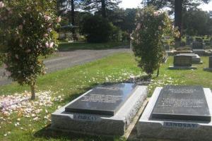 Lindsays-graves-camelias